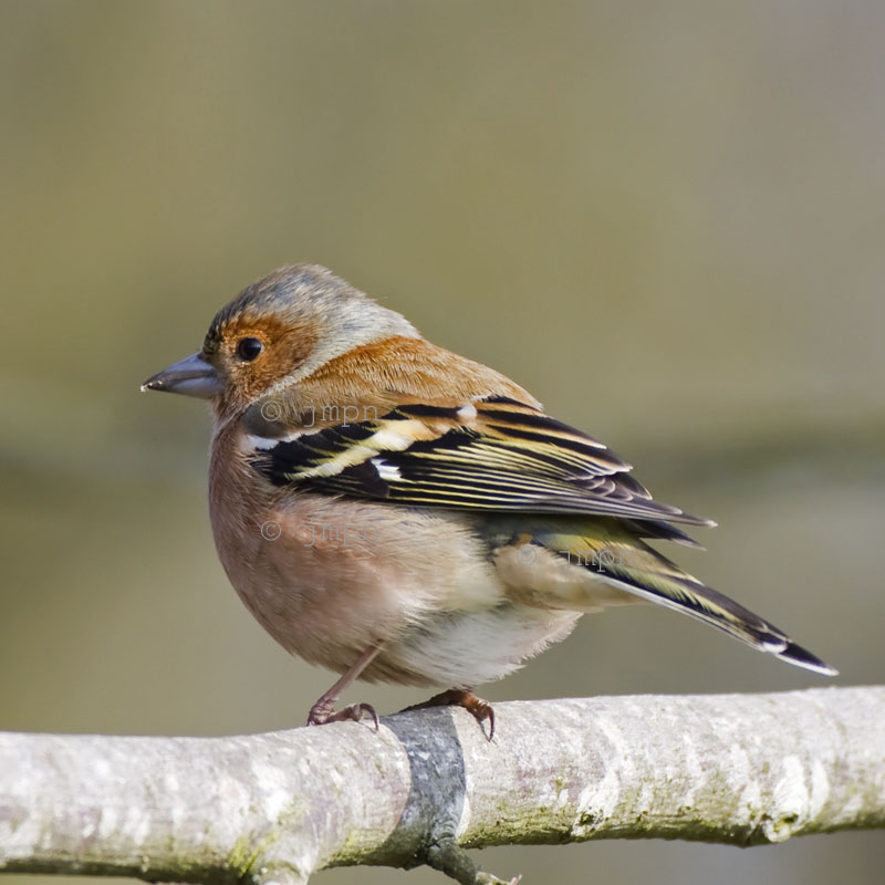 Fringilla coelebs - Pinson des arbres - Common Chaffinch