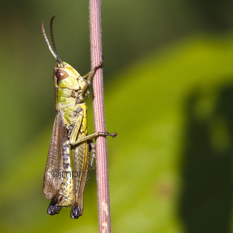 Chorthippus parallelus - Meadow grasshopper - Criquet des ptures