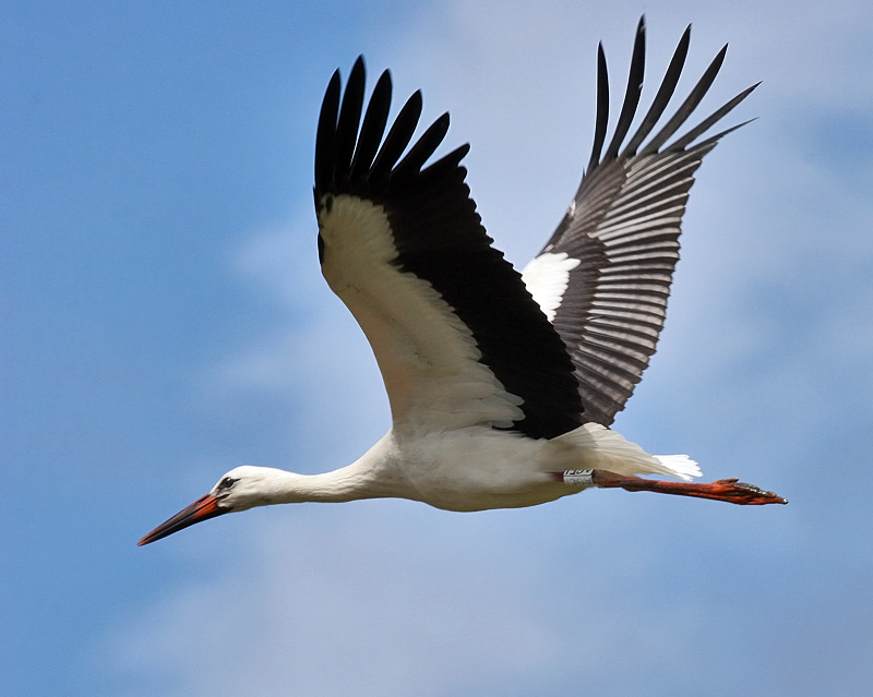 Ciconia Ciconia - Cigogne blanche - White Stork