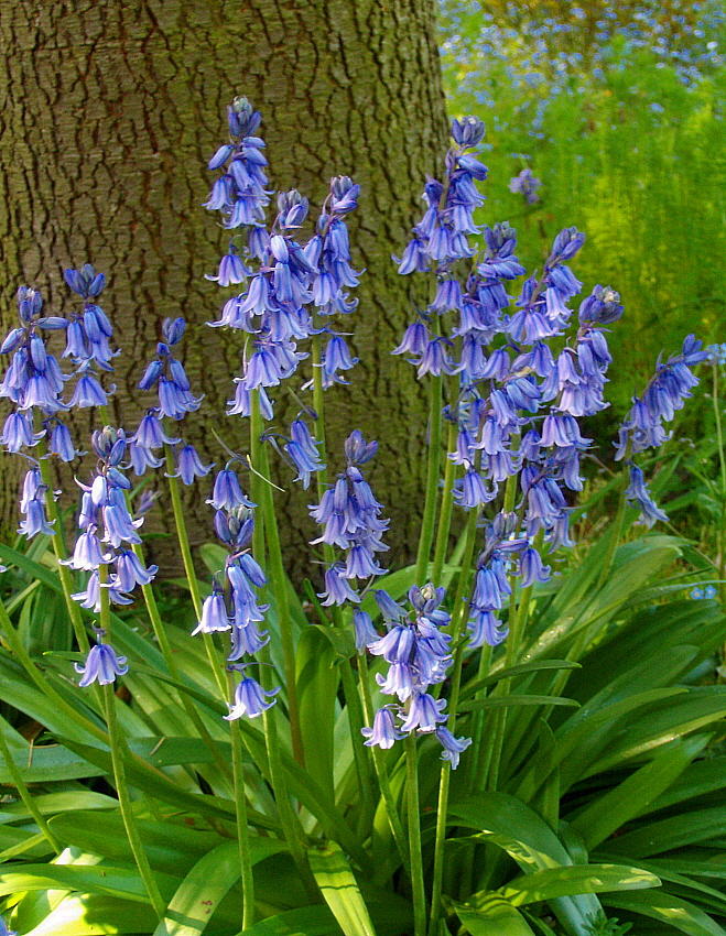 STATELY  BLUEBELLS