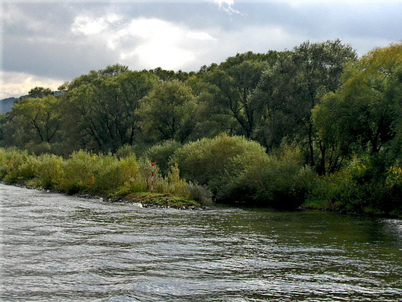 RIVERSIDE TREES . 2