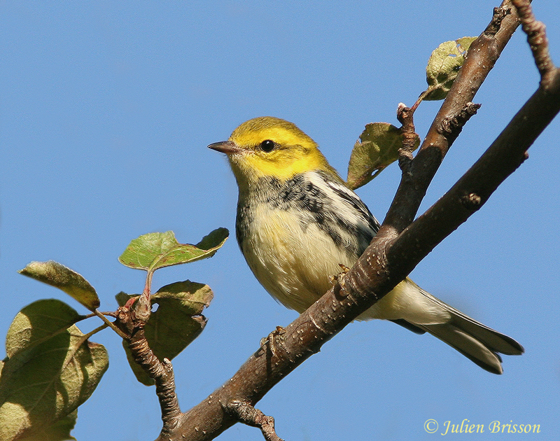 Paruline  gorge noire - Black-throated green warbler