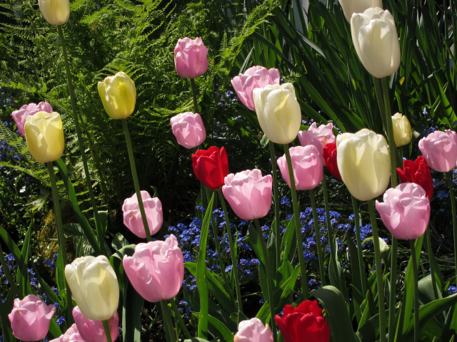 Butchart Gardens