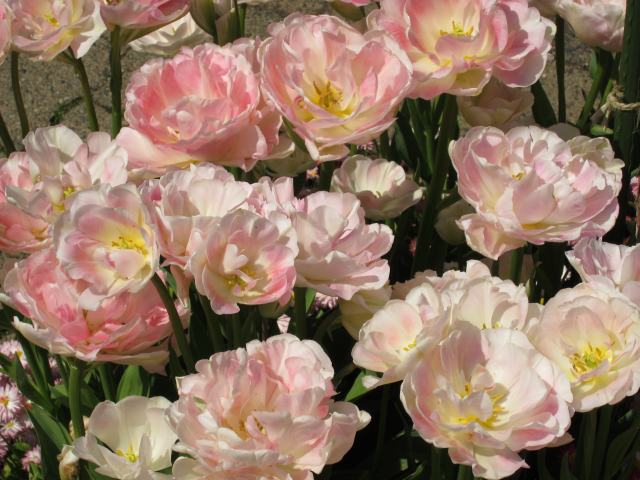 Butchart Gardens
