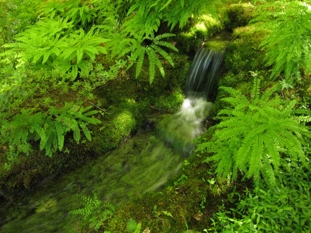 Japanese Garden at Butchart Gardens