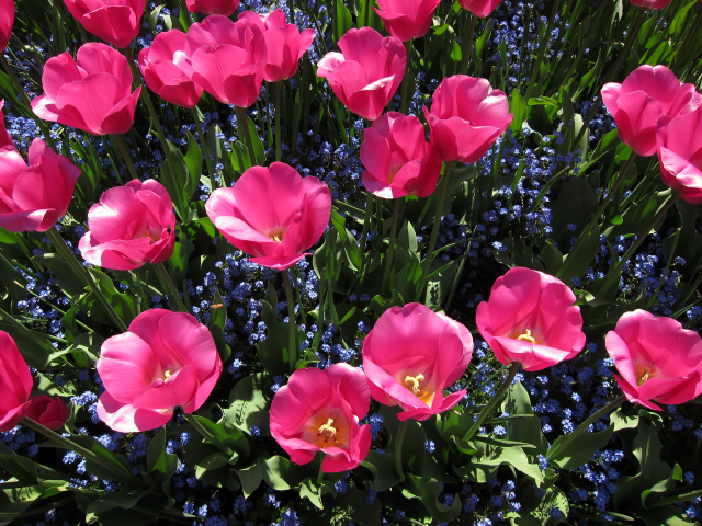 Italian Garden at Butchart Gardens