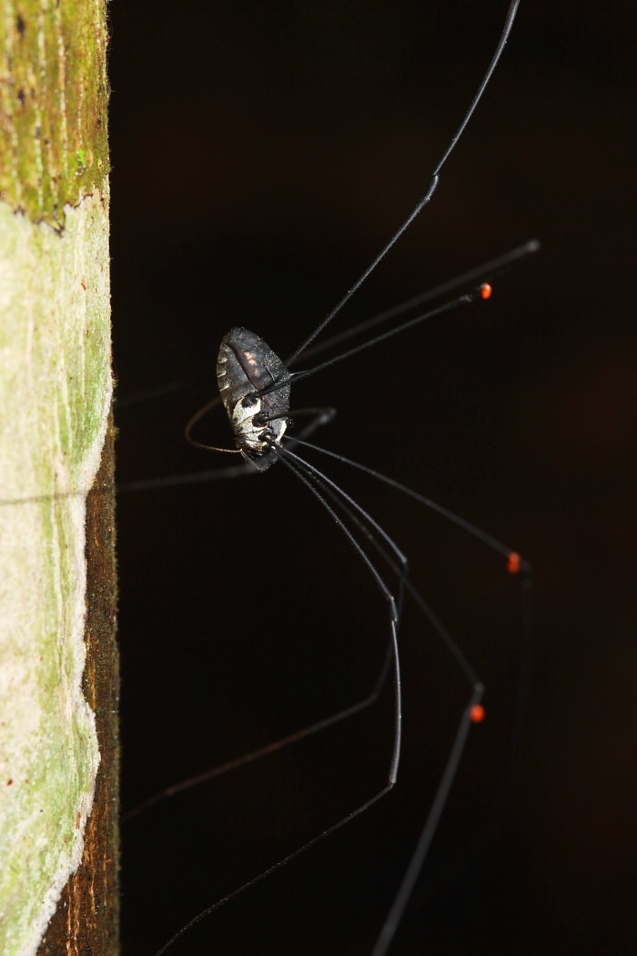 Daddy long legs spider