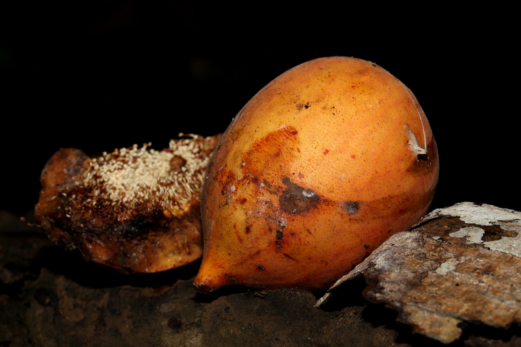 Giant fig fruits