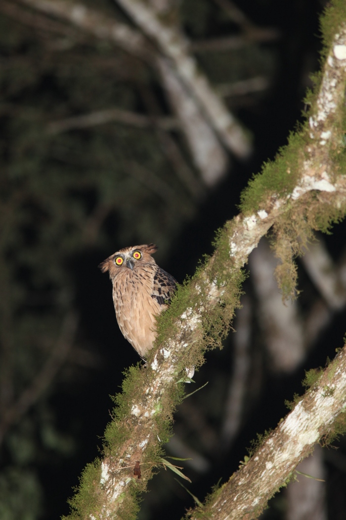 Buffy Fish-owl