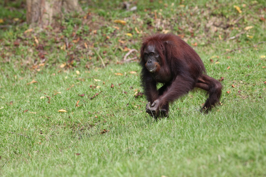 Orang Utan