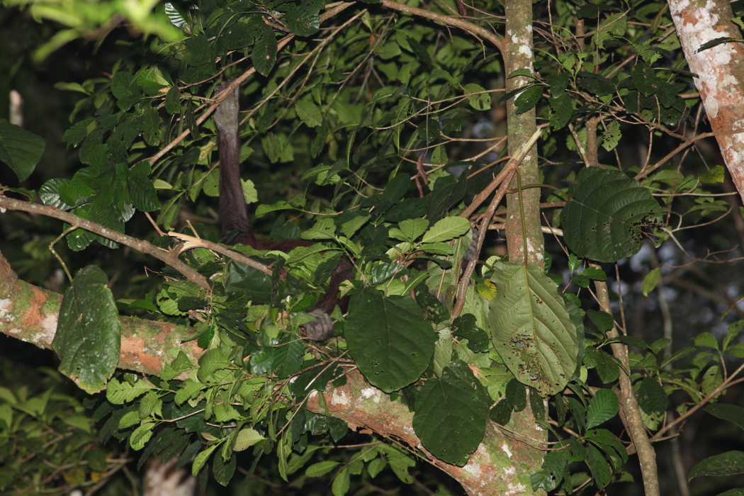Orang Utan nesting at night