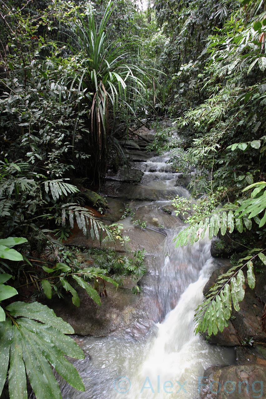 Maliau River Tributary