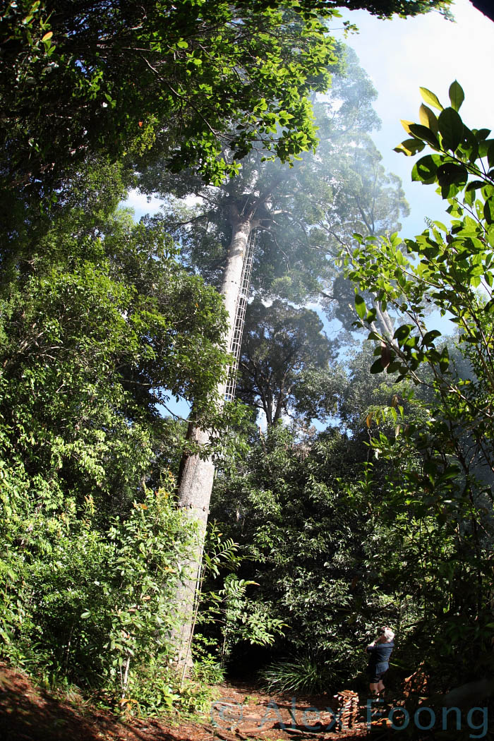 Agathis tree 32meter high observation platform