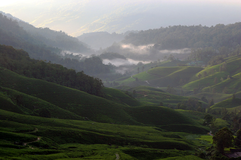 Cameron Highland tea estate.