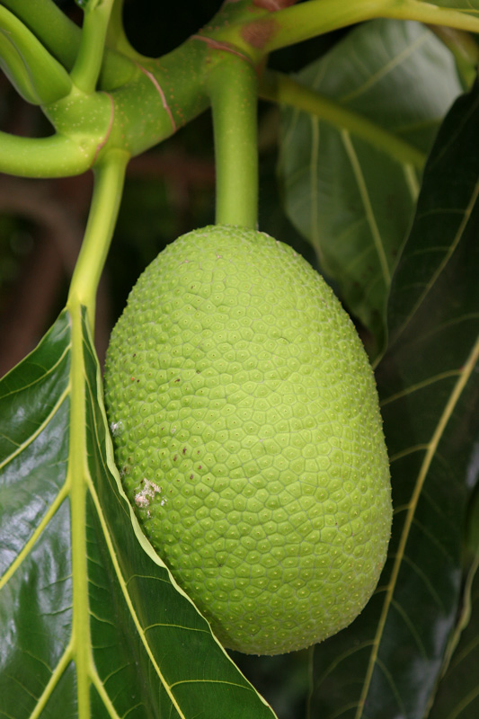 Artocarpus altilis (Breadfruit)