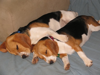 Tilly and Tara sleeping