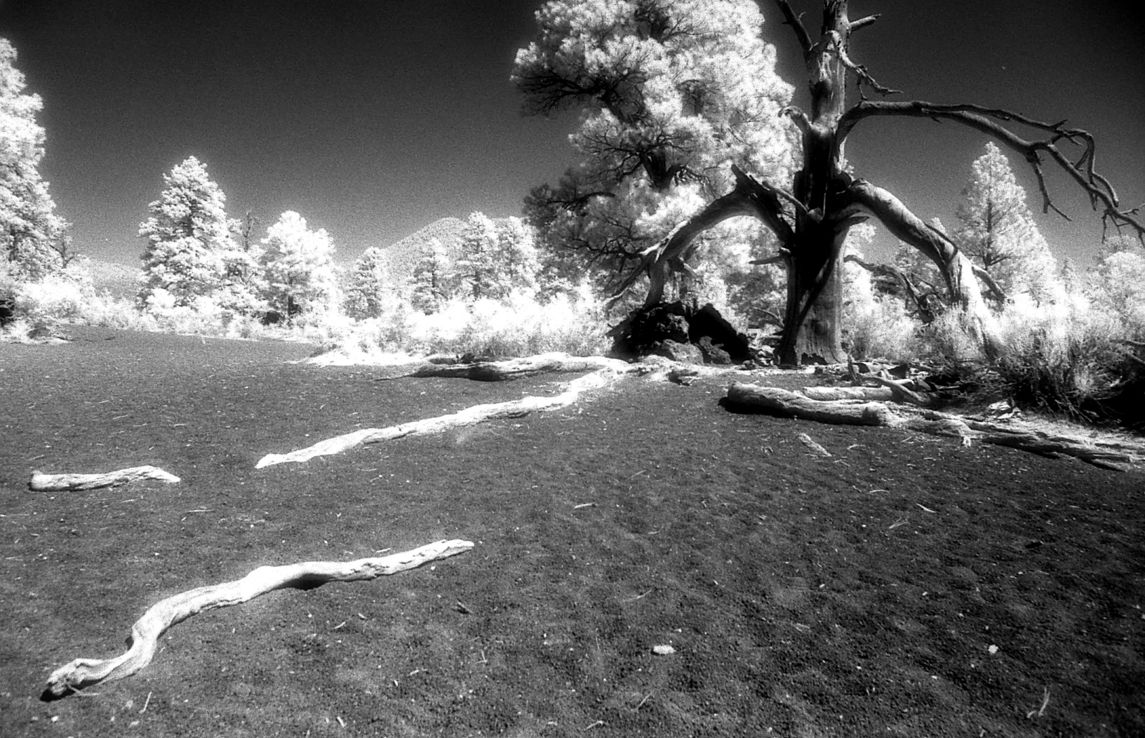 OzIFTrees3