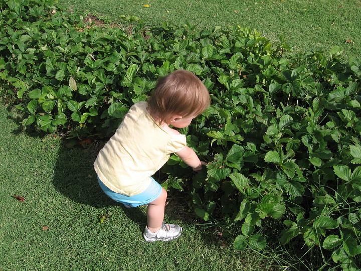 2008_06_19 Gracie, Emma berries\slides\IMG_1696.JPG