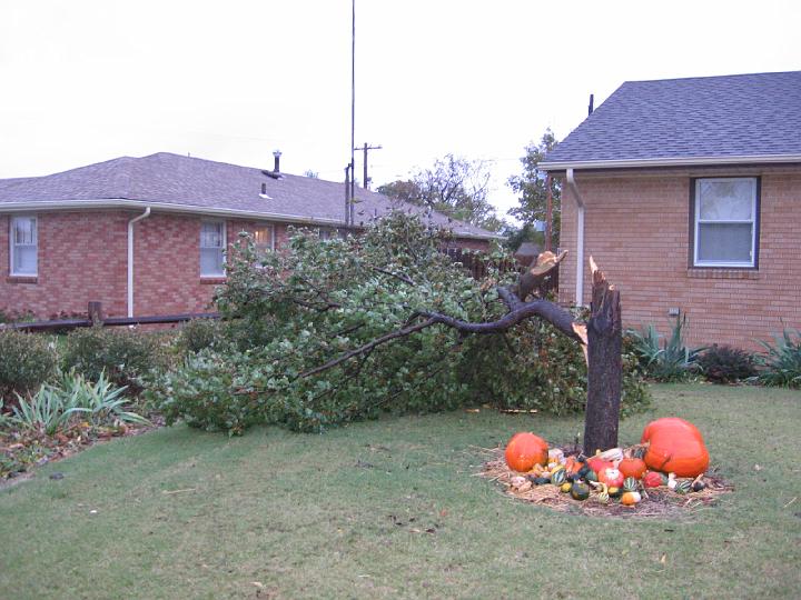 2008_10_23 Tree split\slides\IMG_2343.JPG