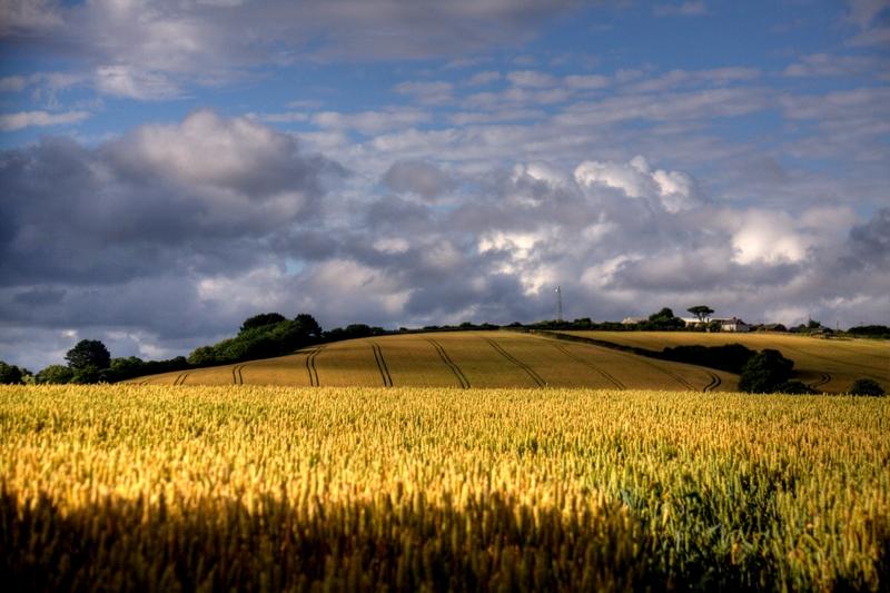 Fields Of Colour