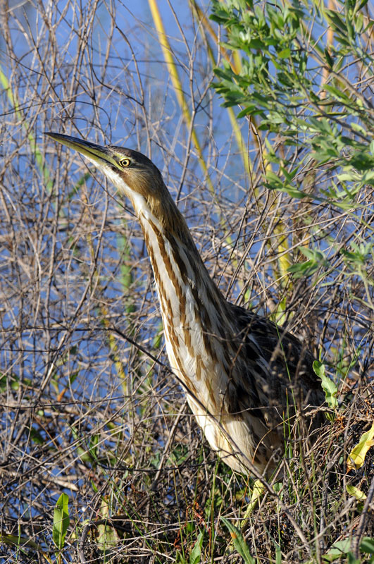 American Bittern