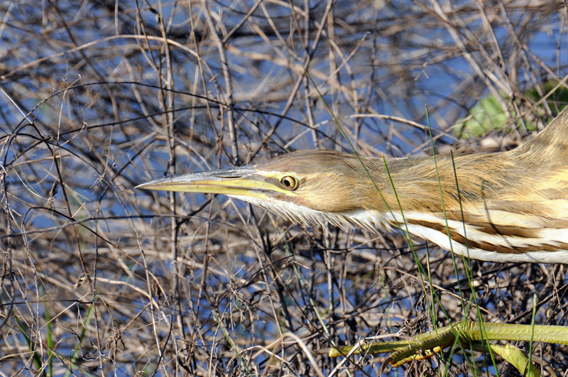 American Bittern