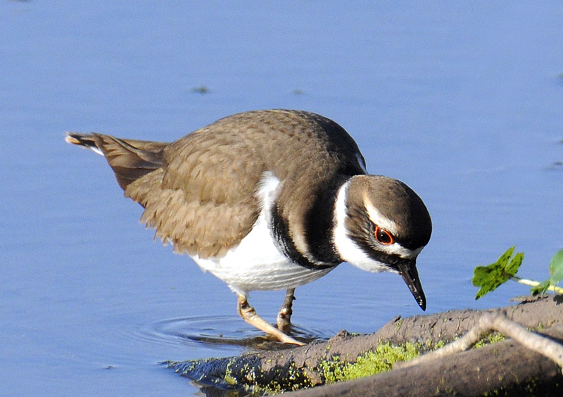 Killdeer