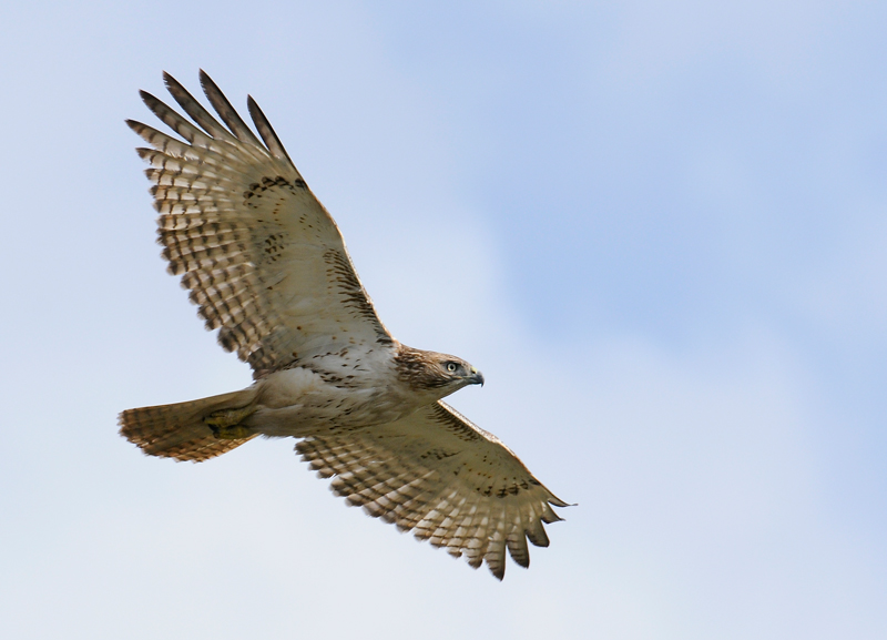 Red-Tailed Hawk