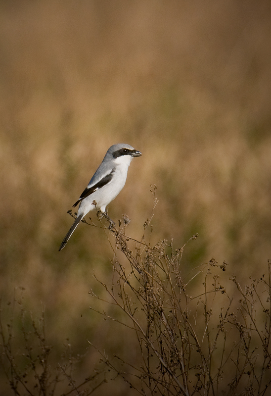 Loggerhead Shrike