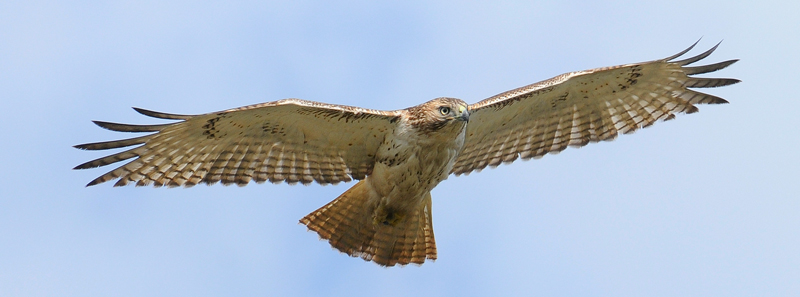 Red-Tailed Hawk