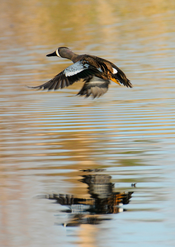 Blue-winged Teal