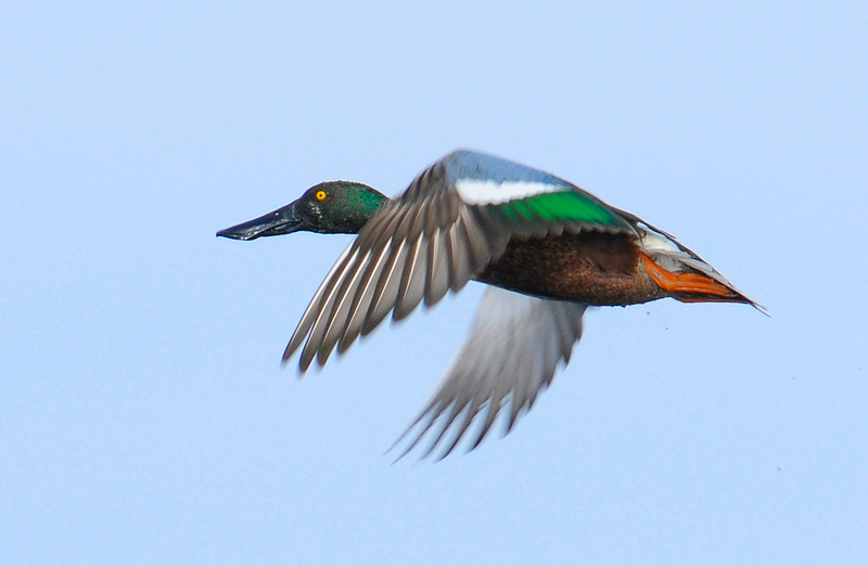 Northern Shoveler