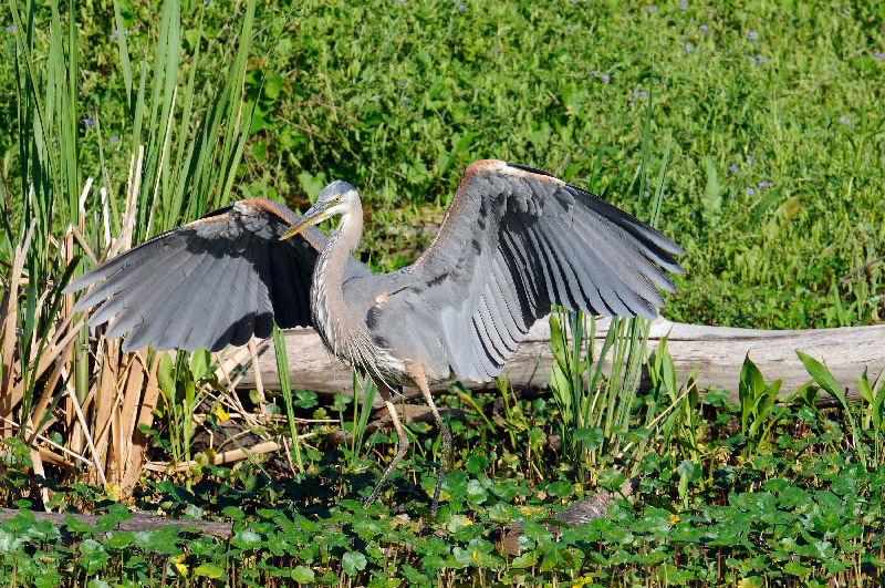 Great Blue Heron