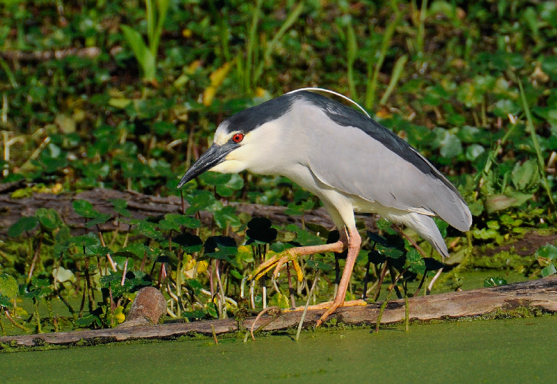 Black-crowned Night Heron