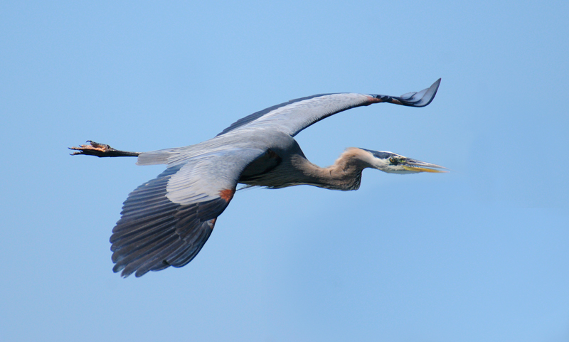 Great Blue Heron