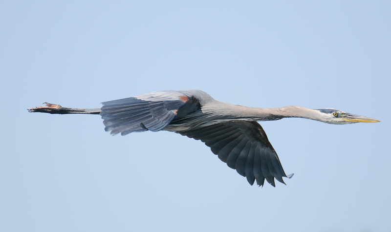 Great Blue Heron