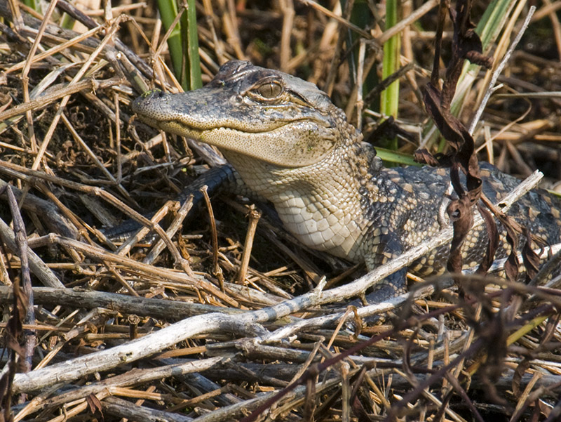 Baby Gator