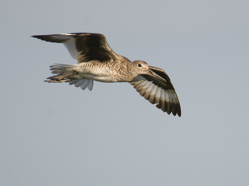 Willet