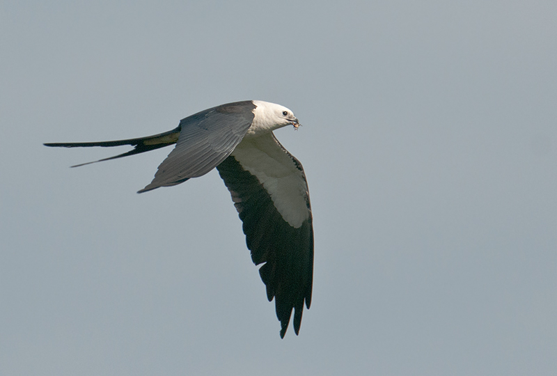 Swallow-tailed Kite