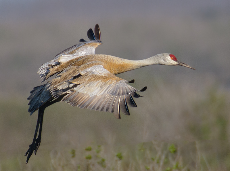 Sandhill Crane