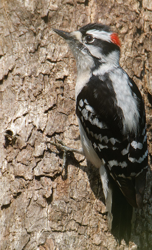 Downy Woodpecker