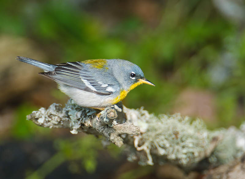 Northern Parula