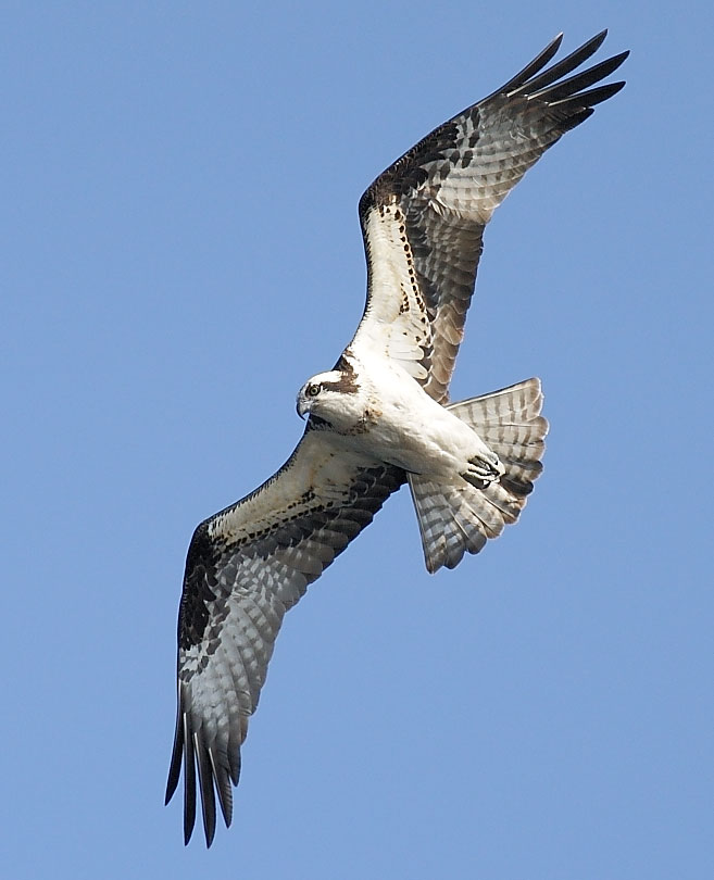 osprey
