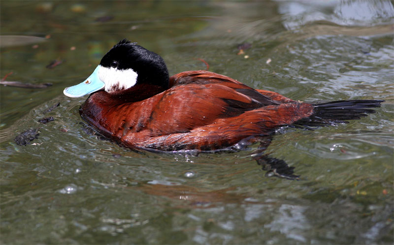 Ruddy Duck