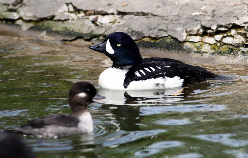 Barrows Goldeneye
