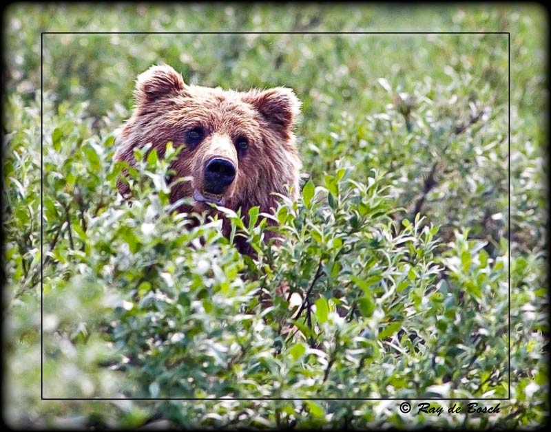 Grizzly, Denali, AK