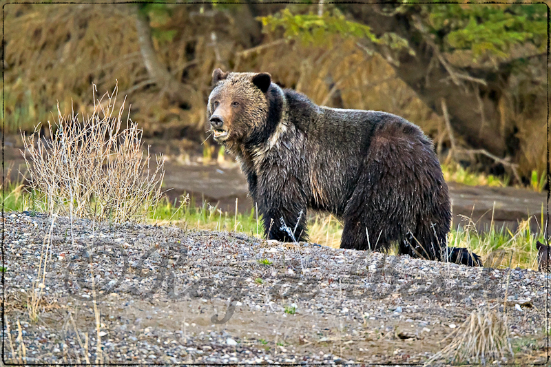 Grizzly mom
