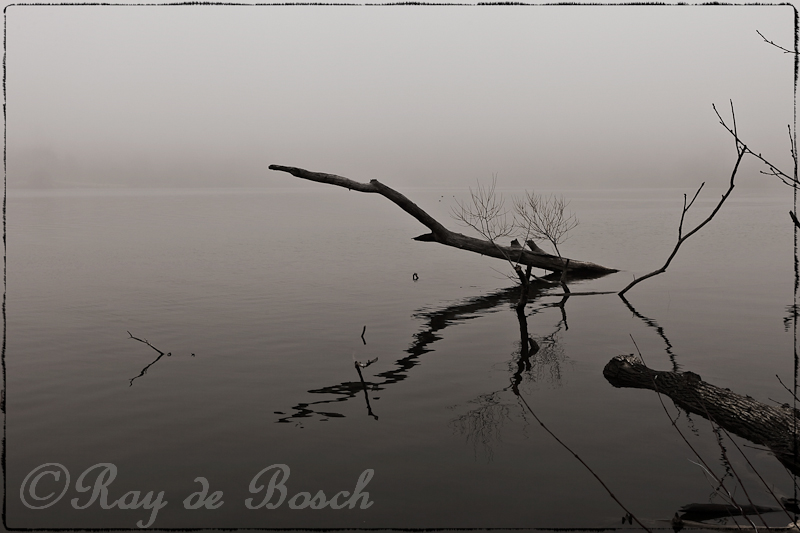 Foggy morning reflections