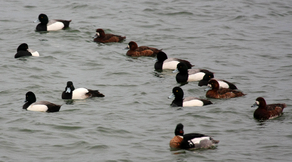 Greater Scaup, Male and Female