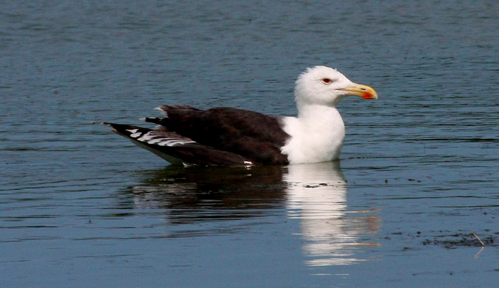 Great Black-backed Gull